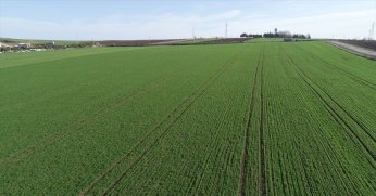 İzmit'te 2 milyon TL'ye satılık tarla