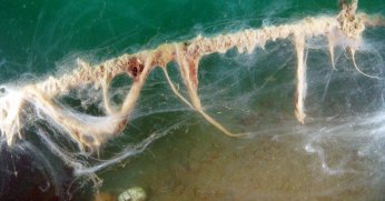 Başkan Büyükakın, müsilaj tehlikesini anlattı