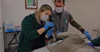 Yaralı Turna, Ormanya’da yaşama tutundu