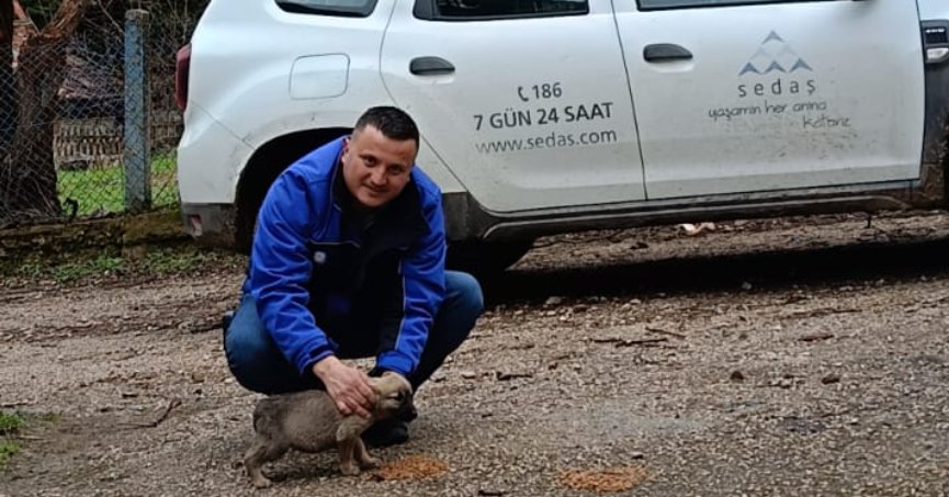 SEDAŞ saha çalışanlarından sokak hayvanlarına yardım eli