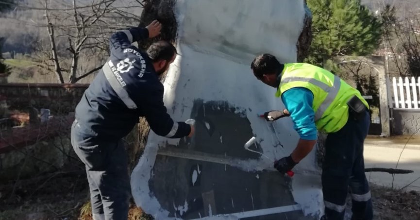 Büyükşehir’den 100 yıllık çınara tedavi