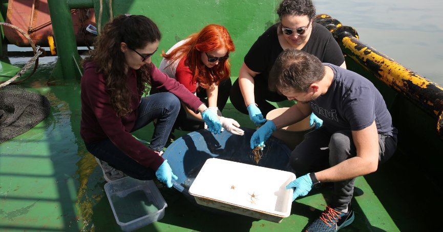 İzmit Körfezi’nde biyoçeşitlilik araştırması sürüyor