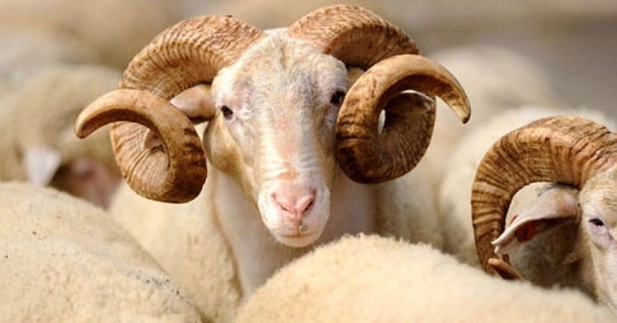 Diyanet vekaletle kurban kesim bedelini açıkladı