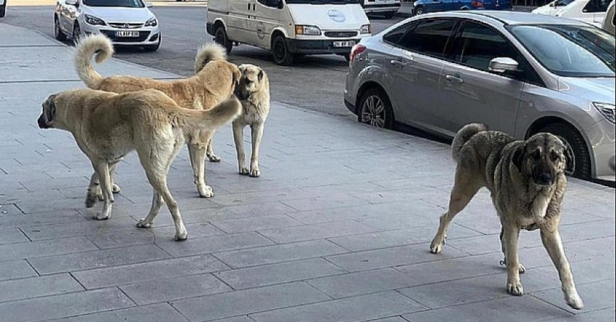 Vali Yavuz’dan ilçe belediyelerine sokak köpekleriyle ilgili sert uyarı