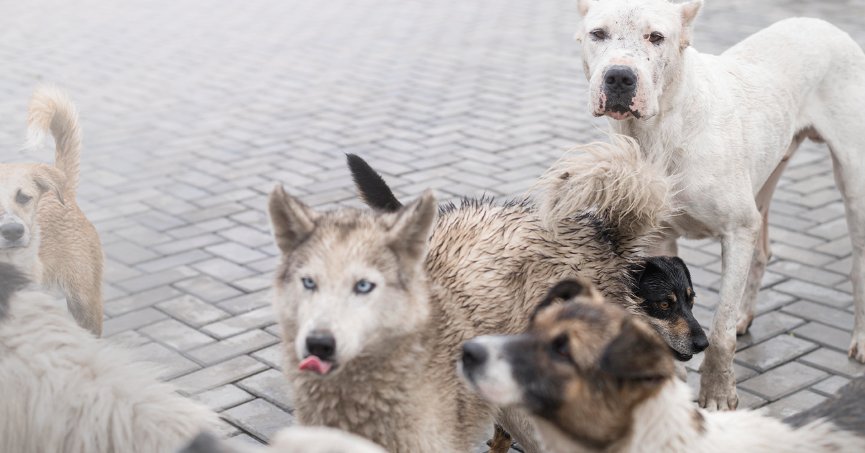 “Başıboş köpekler için herkes sorumluluk üstlenmeli”