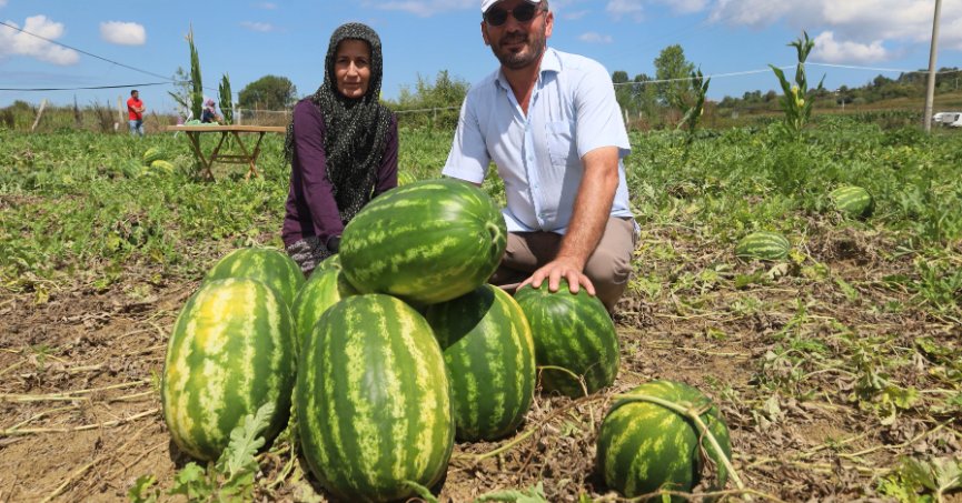 Coğrafi işaretli Kandıra karpuzunda hasat zamanı