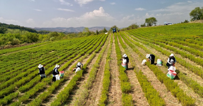 5 MİLYON FİDE TOPRAKLA BULUŞTU