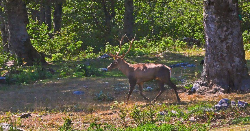 Ormanya’da üretilen Kızıl Geyikler doğaya salınacak
