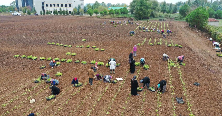 5 milyon fide toprakla buluşturuldu