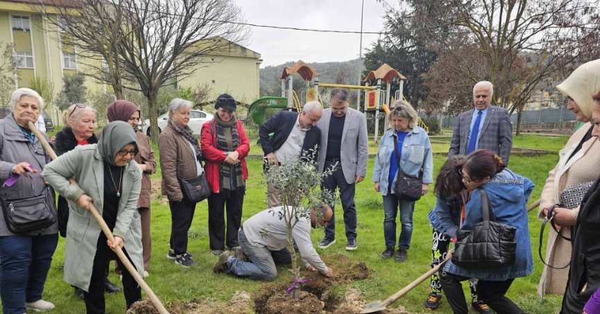 GÖLCÜK'TE ORMAN HAFTASINDA ZEYTİN AĞAÇLARI TOPRAKLA BULUŞTU