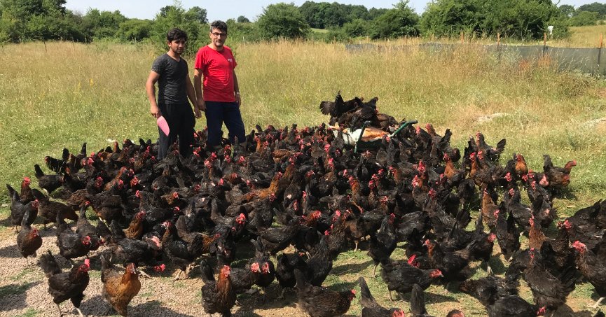 Üreticiye yüzde 50 hibeli yumurta tavuğu desteği