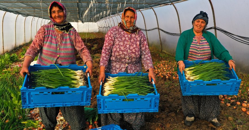 Büyükşehir’den yüzde 50 hibeli sera desteği