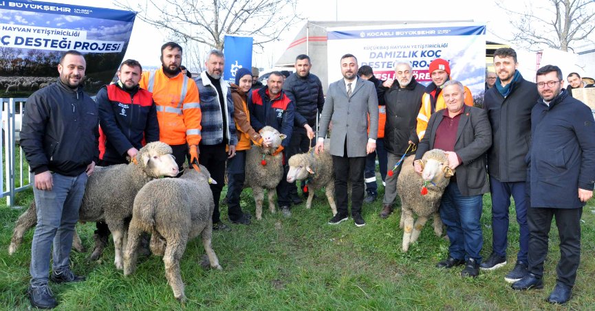 Büyükşehir’den üreticilere damızlık koç desteği
