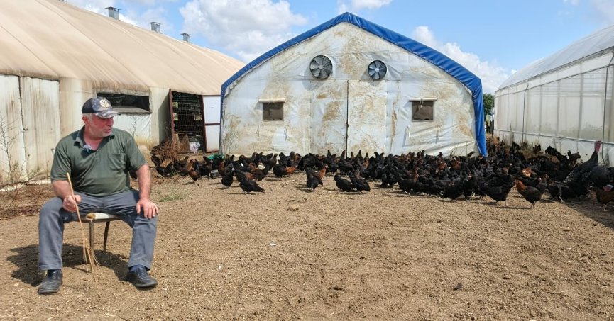 Büyükşehir, yüzde 50 hibeli 16 bin tavuk dağıttı