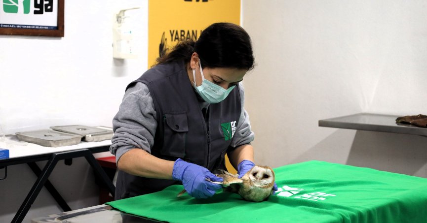 Bu merkez yaban hayvanlarına umut oluyor