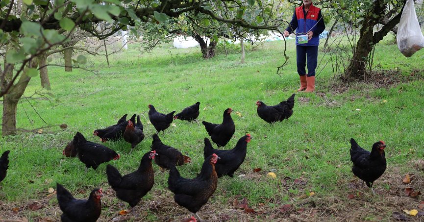 Kırsalda geçim kapısı güçleniyor, istihdam artıyor