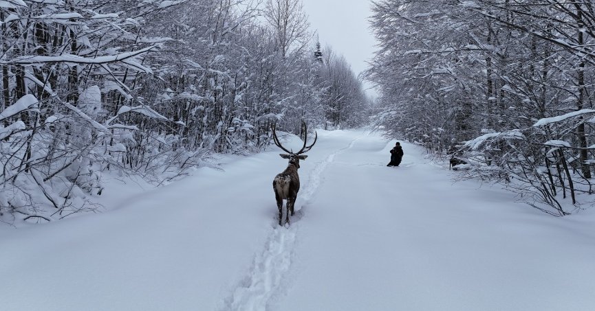 Kuzuyayla’nın müdavimi kızıl geyikler