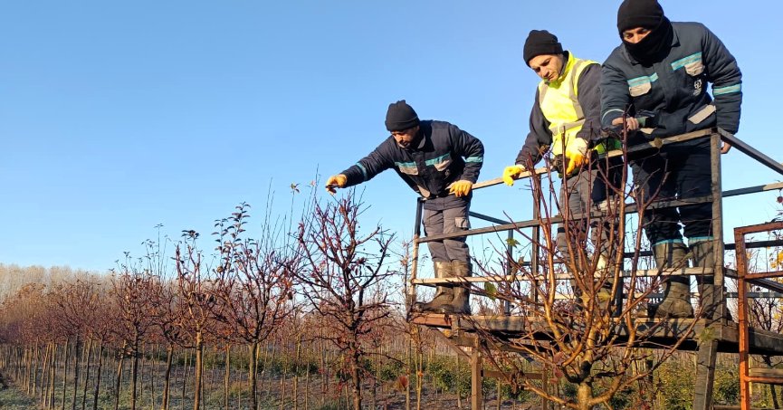 BİNLERCE BİTKİ YETİŞTİRİLİYOR