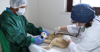 4 bin 209 sokak hayvanı sıcak yuvaya kavuştu