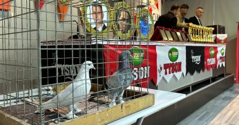 EN İYİ OYUN KUŞLARI HÜNERLERİNİ GÖLCÜK'TE SERGİLEDİ