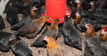 Büyükşehir’den % 50 hibeli yumurta tavuğu desteği