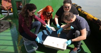 İzmit Körfezi’nde biyoçeşitlilik araştırması sürüyor