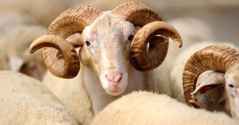 Diyanet vekaletle kurban kesim bedelini açıkladı