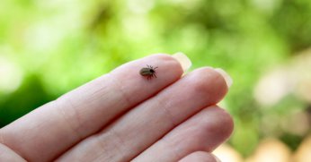 200'ün üzerinde hastalığın taşıyıcısı olabilirler