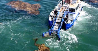Büyükşehir, deniz ekosistemini koruyor