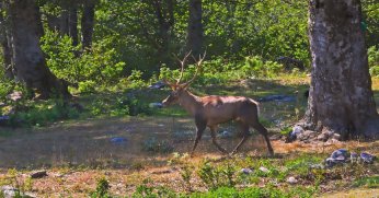 Ormanya’da üretilen Kızıl Geyikler doğaya salınacak