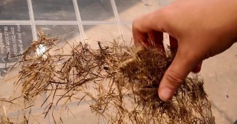   Kenevirden kâğıt üretimi ilgi çekiyor