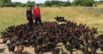 Üreticiye yüzde 50 hibeli yumurta tavuğu desteği