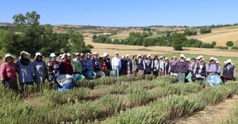 Kocaeli’de kekik hasadı başladı