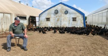 Büyükşehir, yüzde 50 hibeli 16 bin tavuk dağıttı