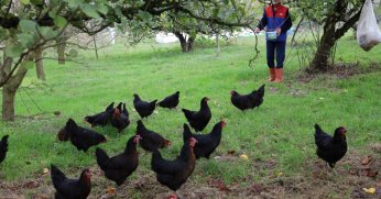 Kırsalda geçim kapısı güçleniyor, istihdam artıyor