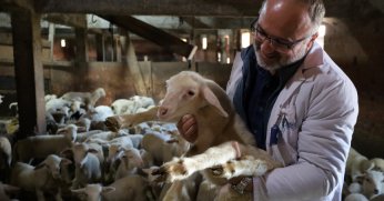 Damızlık koç desteği kuzulama oranlarında artış sağladı