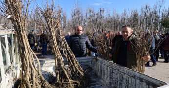 Üreticilere 3 bin 600 Trabzon hurması fidanı dağıtıldı