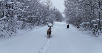 Kuzuyayla’nın müdavimi kızıl geyikler