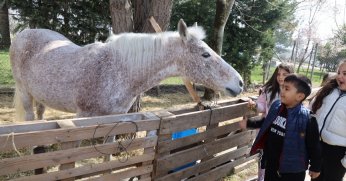 Ara tatilde 230 çocuk binicilikle tanıştı