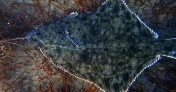 1,8 MİLYON METREKÜP ÇAMUR UZAKLAŞTIRILDI